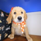 Icon Golden Retriever 02