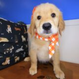 Icon Golden Retriever 03