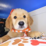 Icon Golden Retriever 04