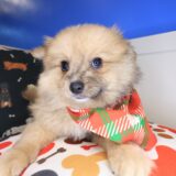 Ilomantsi Pomeranian 01