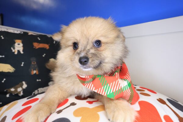 Ilomantsi Pomeranian 01