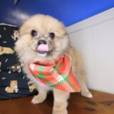 Ilomantsi Pomeranian 02