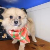 Ilomantsi Pomeranian 04