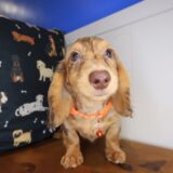 Indig Dachshund 01