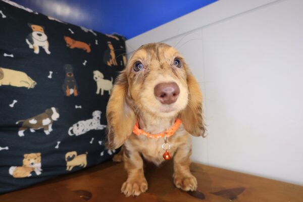 Indig Dachshund 01