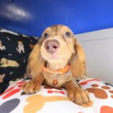 Indig Dachshund 02