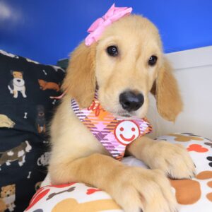 Jeanguy Golden Retriever 01 Jeanguy Golden Retriever 01