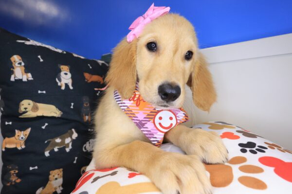 Jeanguy Golden Retriever 01