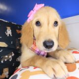 Jeanguy Golden Retriever 03