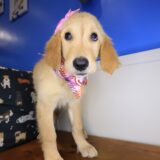 Jeanguy Golden Retriever 04