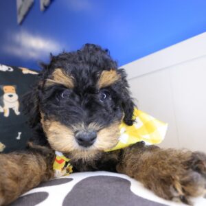 Jitterbug Poodle 01 Jitterbug Poodle 01