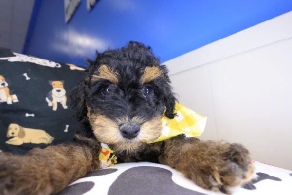 Jitterbug Poodle 01