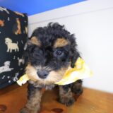 Jitterbug Poodle 02