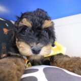 Jitterbug Poodle 03