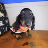 Jolly Dachshund 03