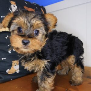 Jules Morkie 01 Jules Morkie 01