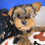 Jules Morkie 02