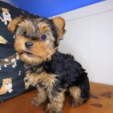 Jules Morkie 03