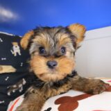 Jules Morkie 04