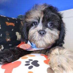 Kafka Shihpoo 01 Kafka Shihpoo 01