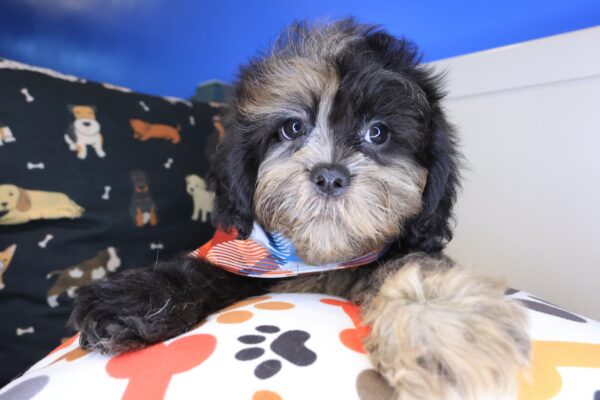 Kafka Shihpoo 01