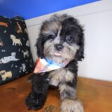 Kafka Shihpoo 02