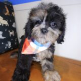 Kafka Shihpoo 04