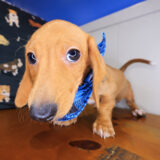 Kairo Dachshund 01