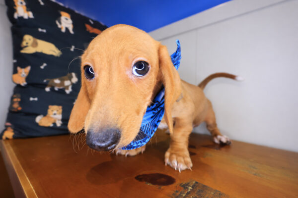 Kairo Dachshund 01