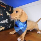 Kairo Dachshund 03