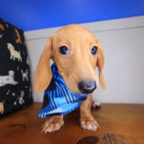 Kairo Dachshund 04