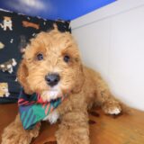 Karma Goldendoodle 01