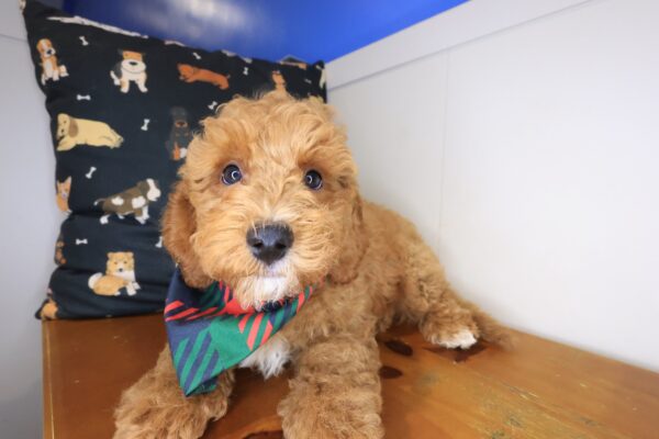 Karma Goldendoodle 01