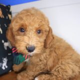 Karma Goldendoodle 02