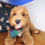 Karma Goldendoodle 03