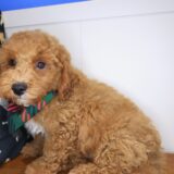 Karma Goldendoodle 04