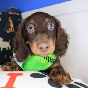 Kenshi Dachshund 01 Kenshi Dachshund 01