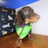 Kenshi Dachshund 02