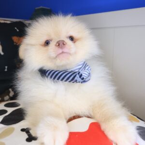 Kiah Pomeranian 01 Kiah Pomeranian 01
