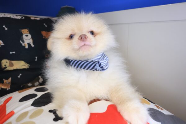 Kiah Pomeranian 01