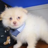 Kiah Pomeranian 02