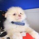 Kiah Pomeranian 03