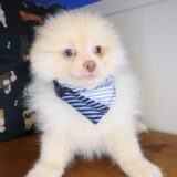 Kiah Pomeranian 04