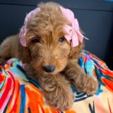 Kida Goldendoodle 01