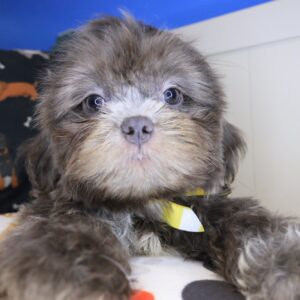 Korbel Shih Tzu 01 Korbel Shih Tzu 01
