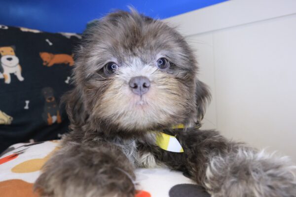 Korbel Shih Tzu 01