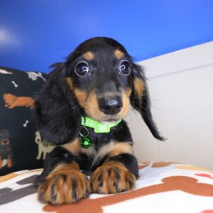 Kya Dachshund 01