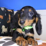 Kya Dachshund 03