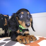 Kya Dachshund 04