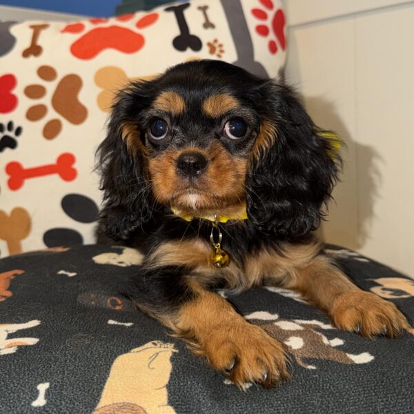 Lacy Cavalier King Charles Spaniel 01